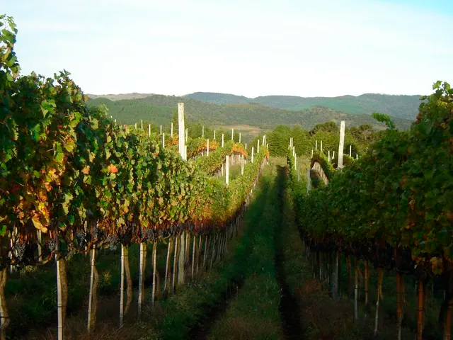 Temperatura ideal para servir cada tipo de vinho: o guia definitivo